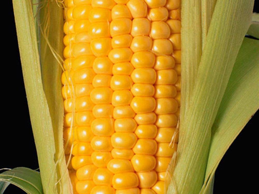 Виды кукурузы: синяя, золотая, красная, кремнистая