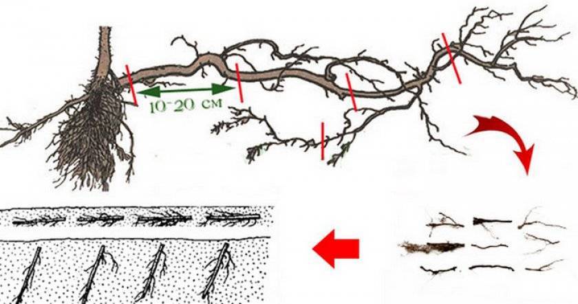 Способы размножения малины весной, летом и осенью в домашних условиях: черенки, корневые отпрыски