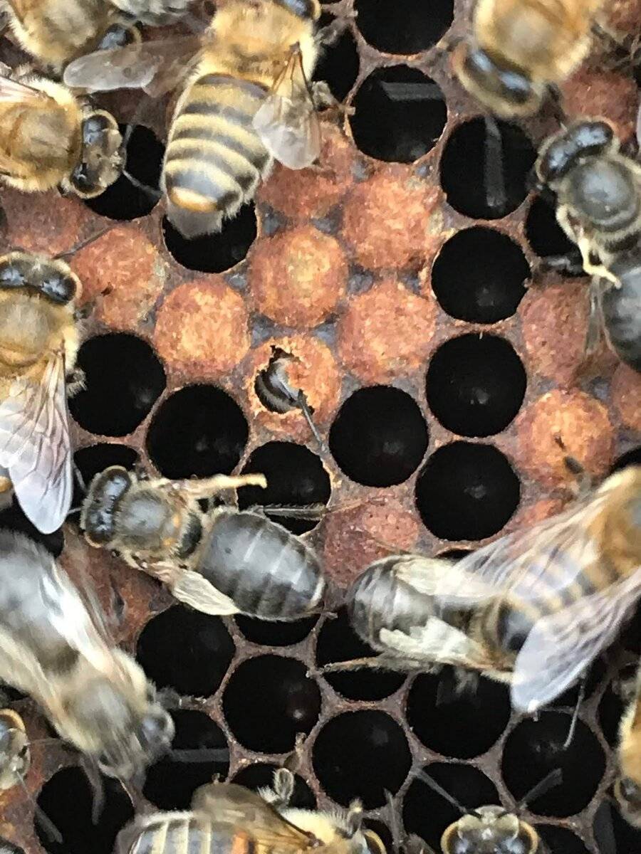 Клещ варроа: вред для пчел, средства и методы борьбы с вредителем