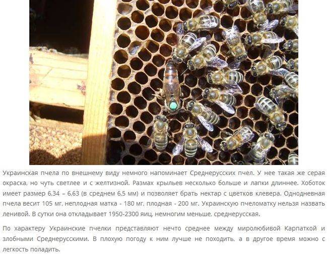 Степная украинская порода пчел: обзор, фото, особенности