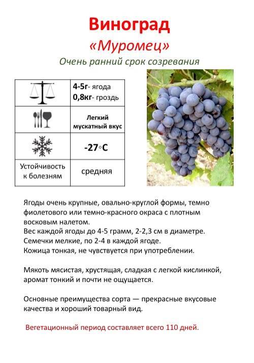 Виноград молдова: описание сорта, фото, отзывы и видео