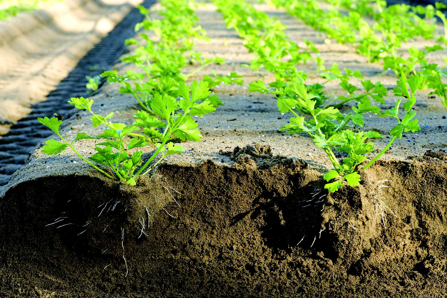 Рассада корневого и черешкового сельдерея: посев, уход, выращивание