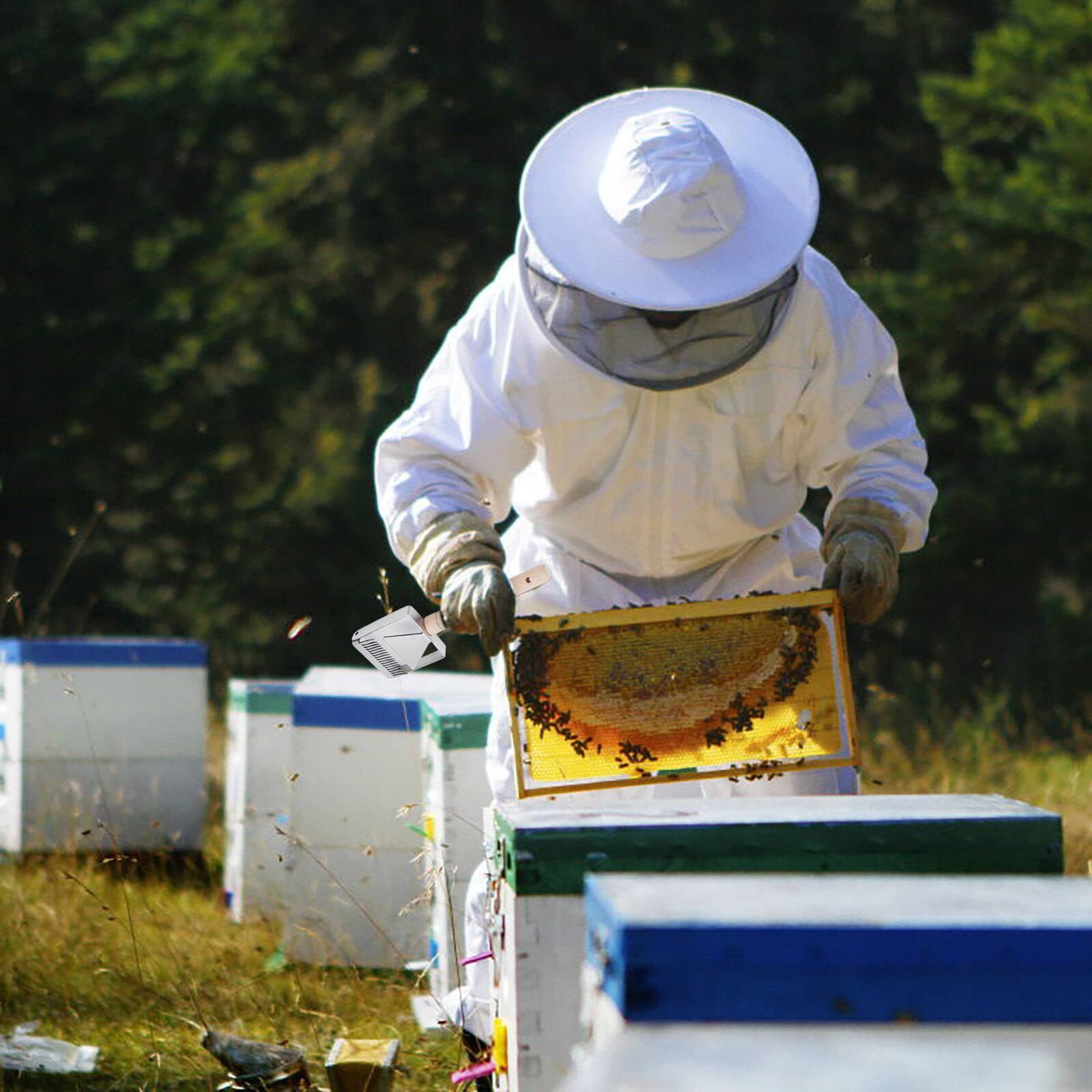 Всемирный день пчел: как отмечают праздник в россии, интересные факты