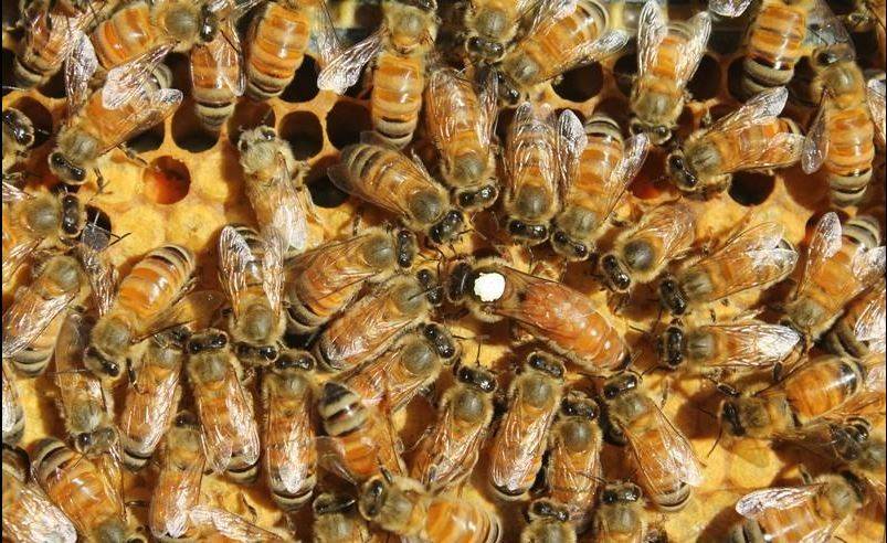 Пчелы бакфаст: особенности, характеристика, отзывы о породе