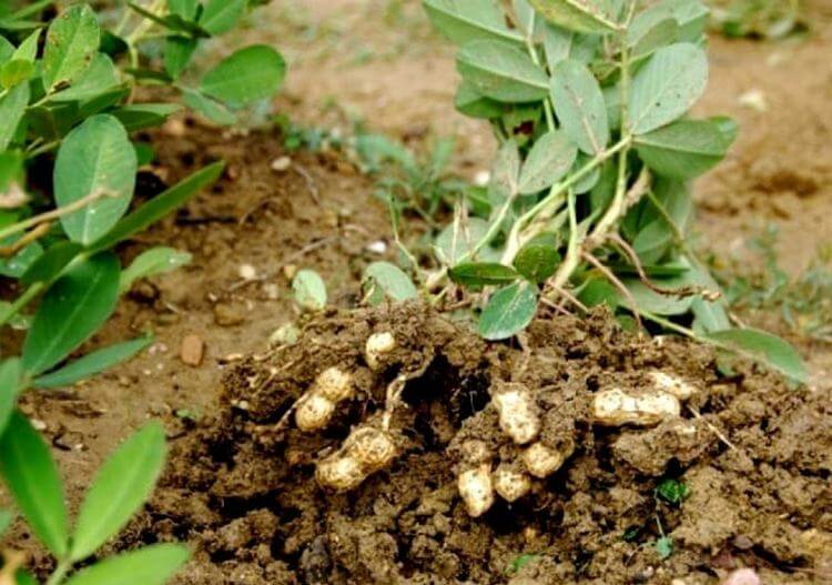 Растение арахис: выращивание в открытом грунте, фото, как вырастить в украине и россии, посадка