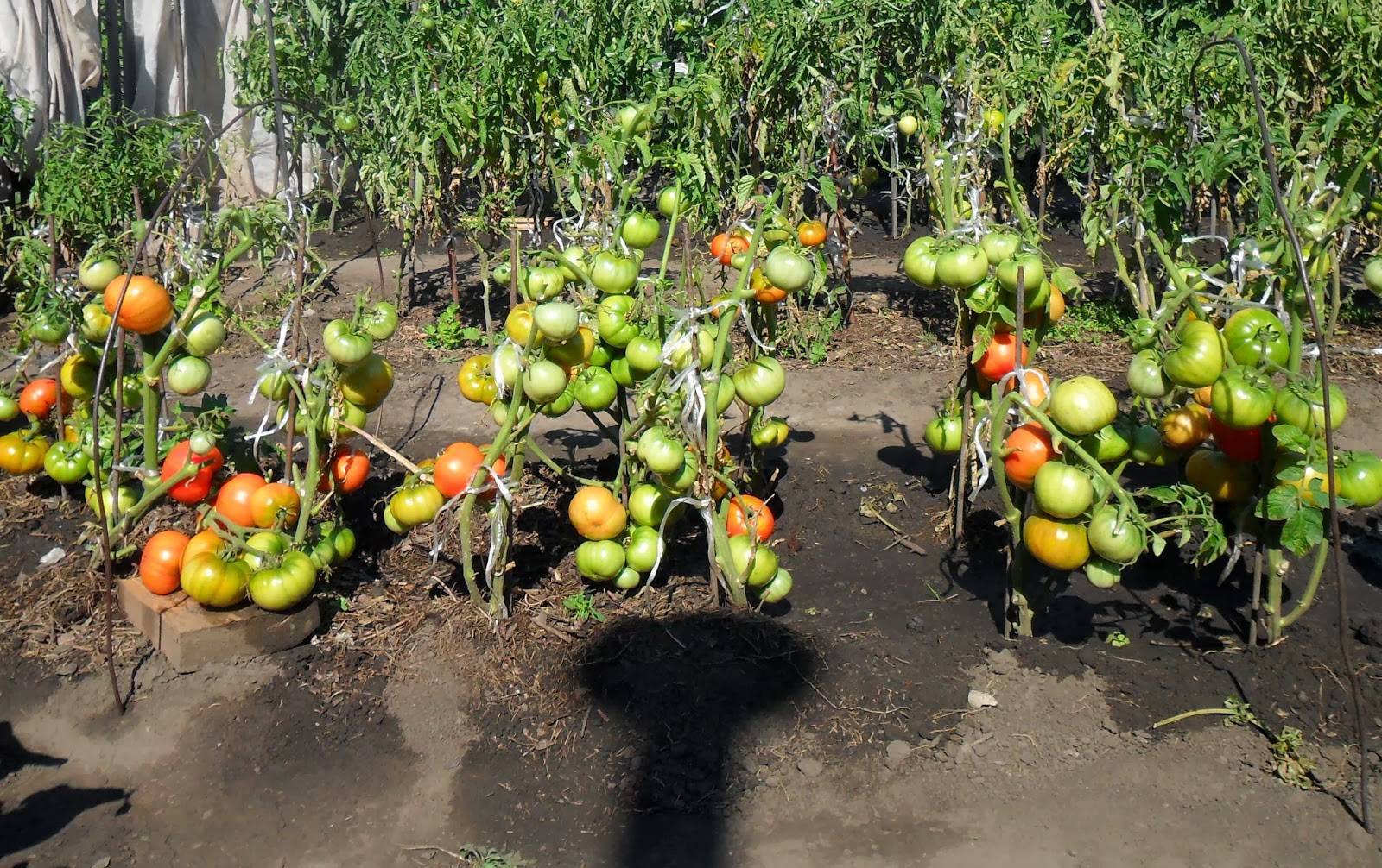 Как правильно сажать, выращивать и ухаживать за томатами в открытом грунте