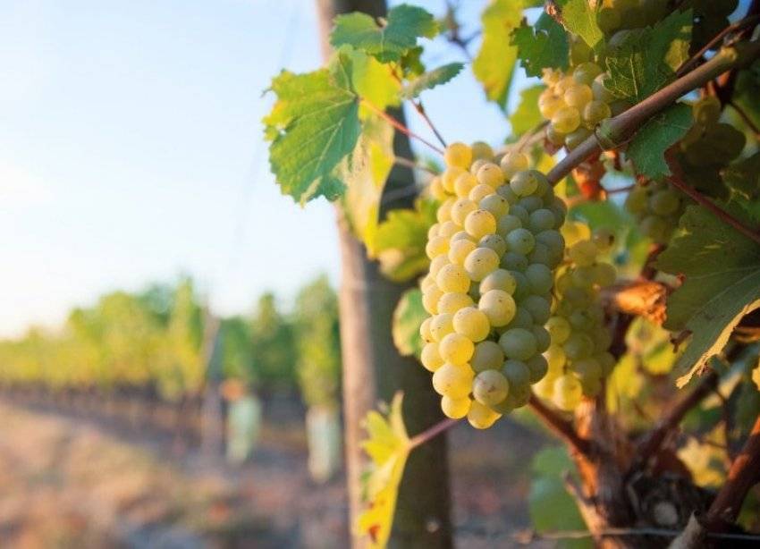 О винограде мускат белый: описание и характеристики сорта, посадка и уход