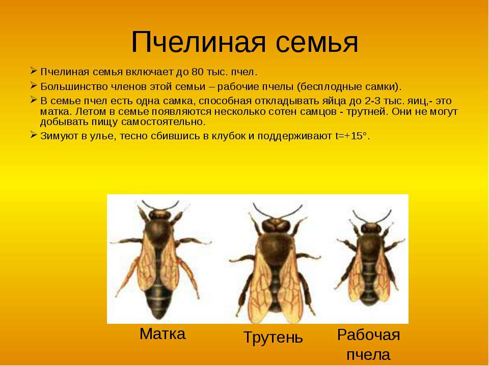Продолжительность и особенности жизни пчелы