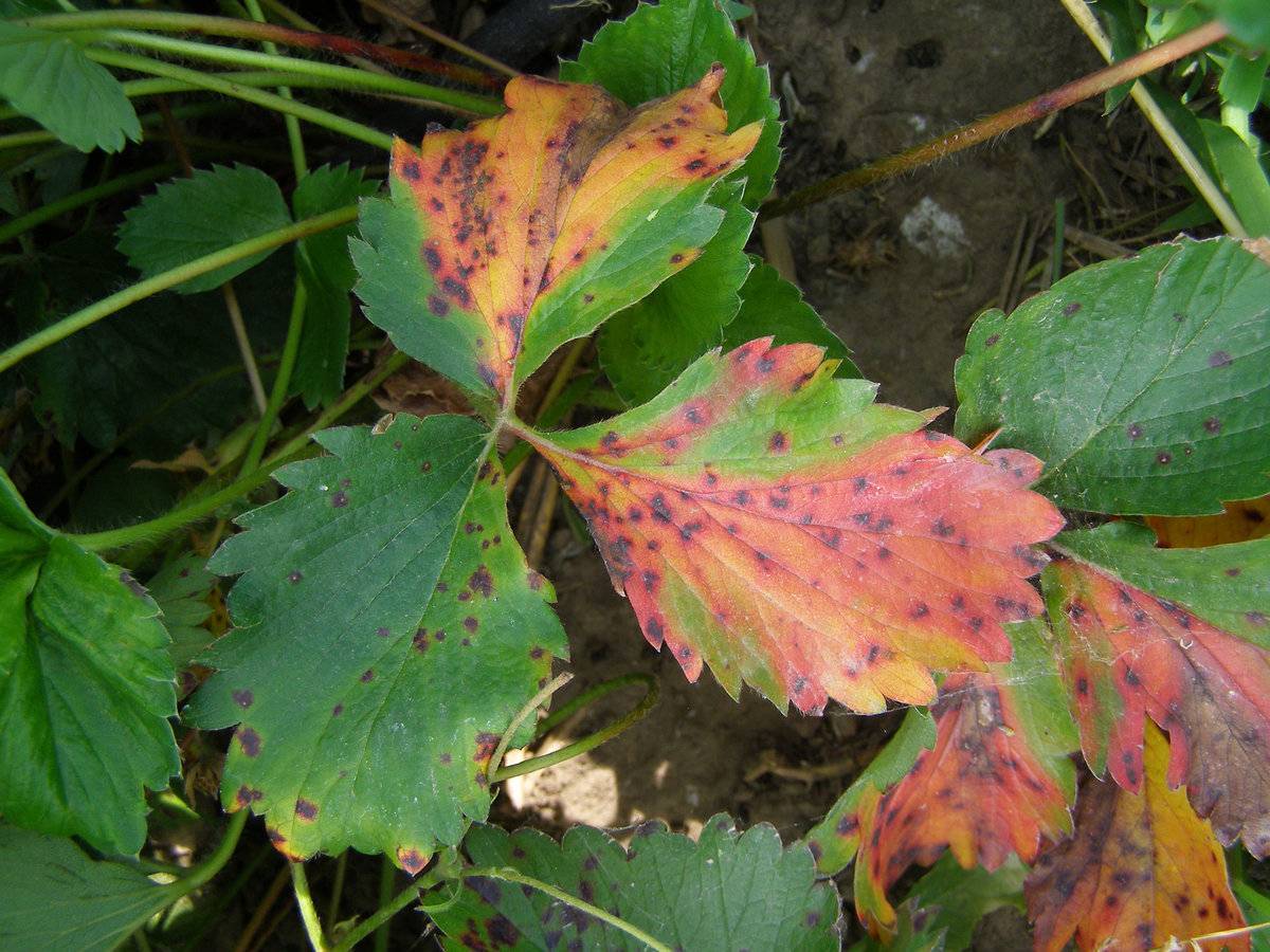 Почему желтеют и сохнут листья у клубники: основные причины, чем подкормить