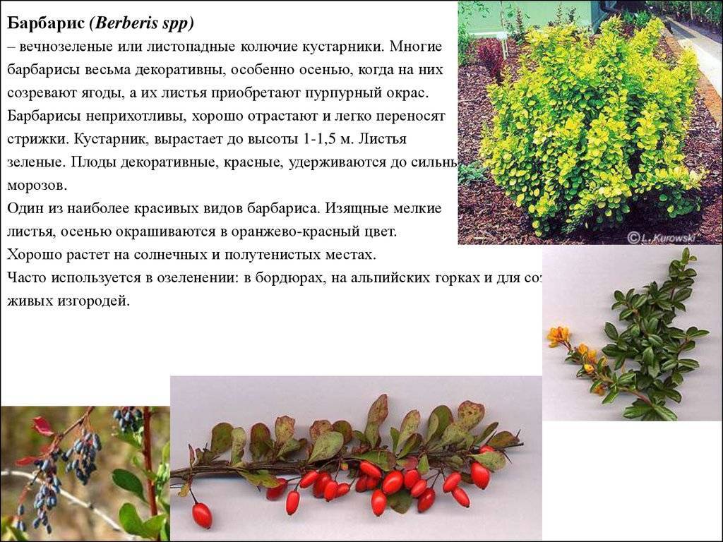 Барбарис - описание кустарника, сорта, полезные свойства растения