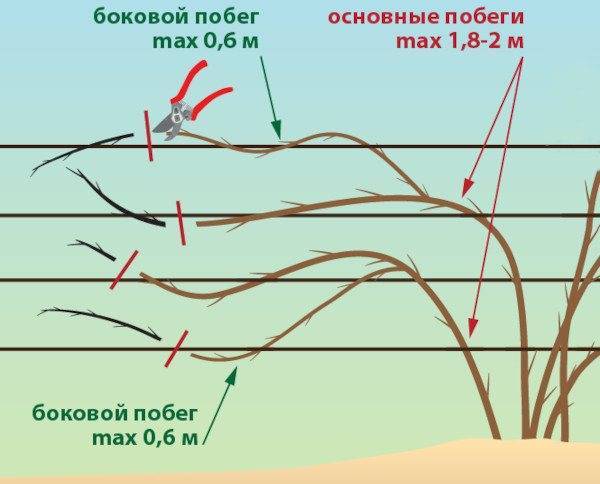 Ежевика агавам в подмосковье - особенности посадки, выращивания и ухода