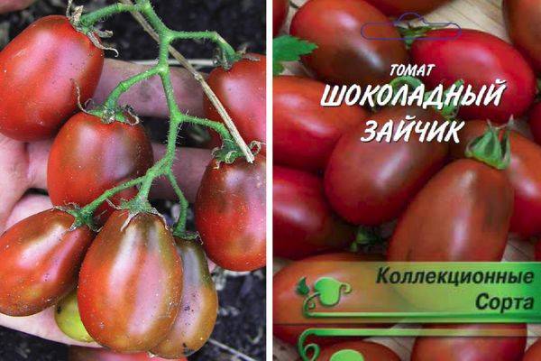 Высокоурожайный томат Шоколадный зайчик: описание сорта