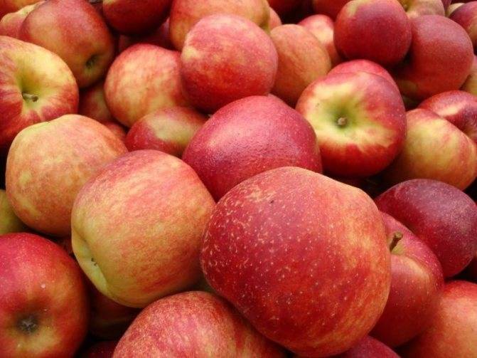 Яблоня джонаголд - востребованный сорт с хорошей урожайностью.