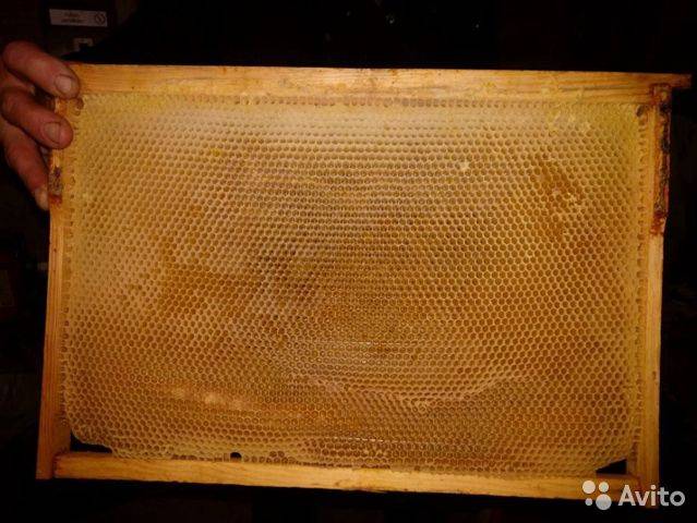 Пчелиная сушь: что это такое? | начинающему пчеловоду