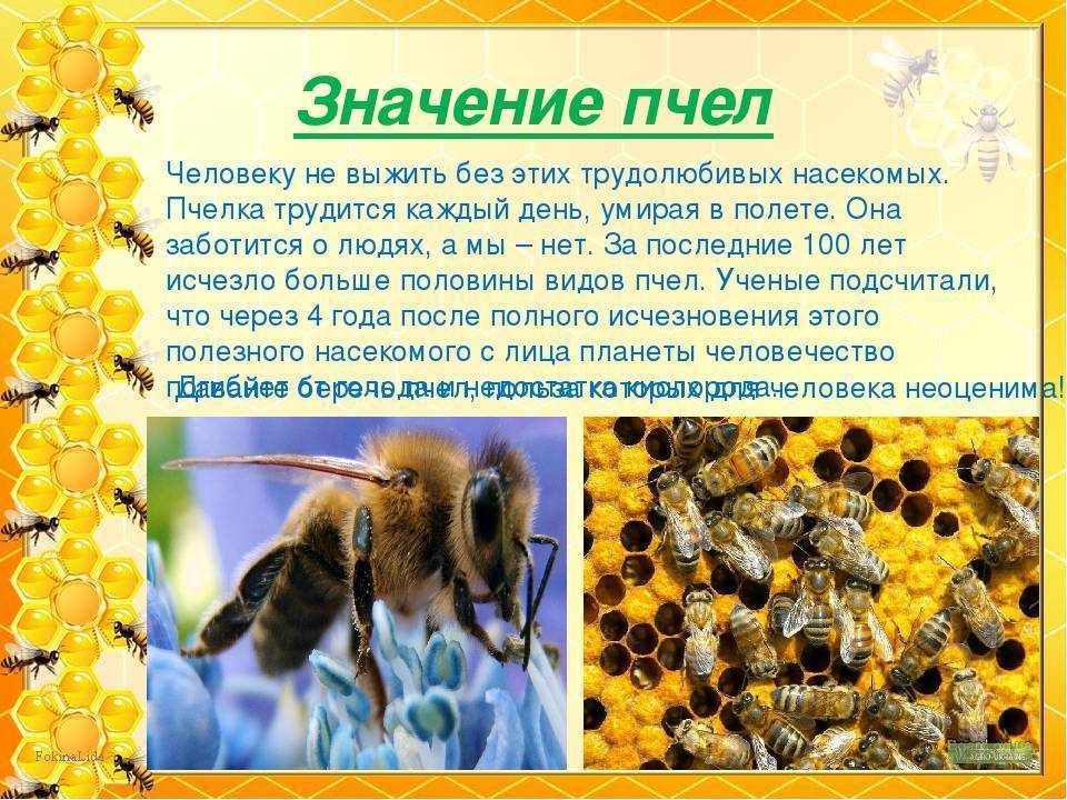 Украинская степная порода пчел и все о ней