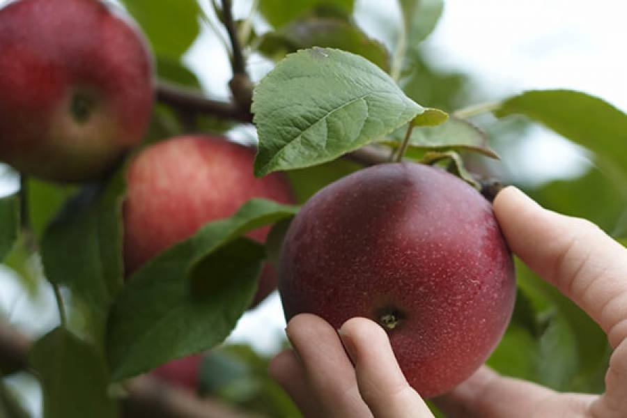 Яблоня сорта «зимняя красавица»: описание и характеристика, агротехника выращивания и ухода за сортом, фото