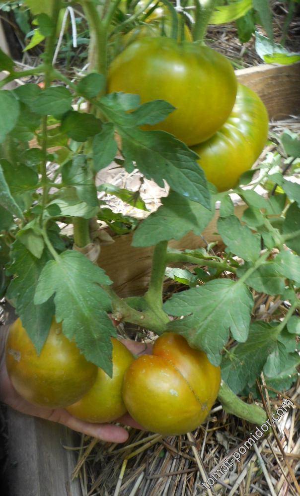 Семена томат ирландский ликёр: описание сорта, фото. купить с доставкой или почтой россии.