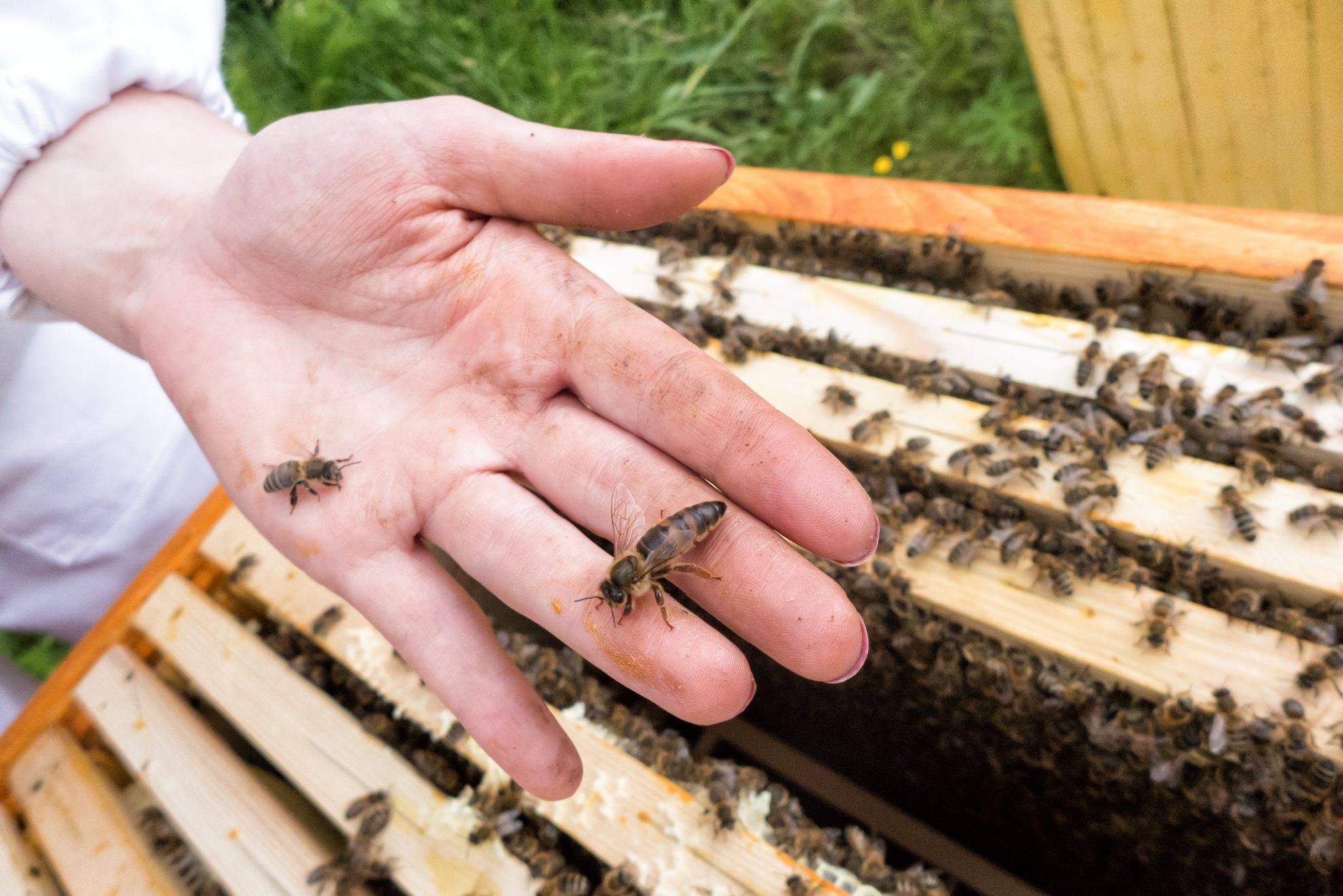 Вывод пчелиных маток — когда и как выводить матку