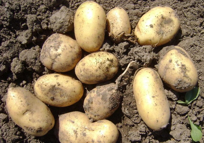 Картофель рогнеда описание сорта, характеристика, фото русский фермер