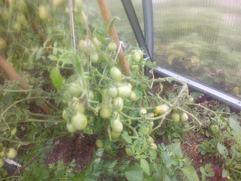 Томат голицын: характеристика и описание сорта, фото семян, отзывы тех кто сажал помидоры об их урожайности