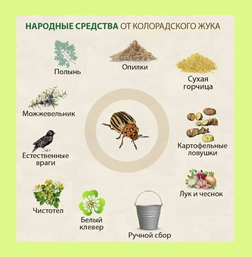 Как избавиться от колорадского жука без пестицидов – картофельная весна 2022 — agroxxi