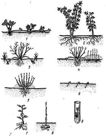 Как размножить крыжовник черенками, делением куста, отводками и семенами