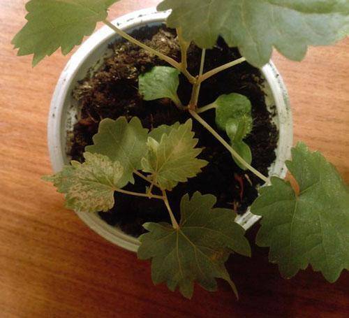 Как вырастить виноград из косточки в домашних условиях: саженец