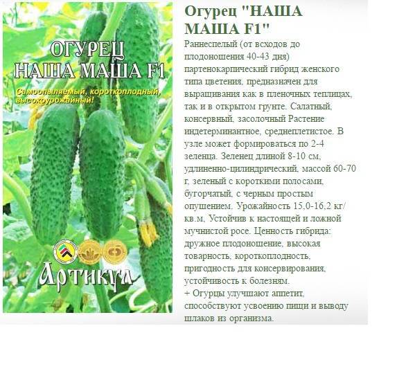 Высокоурожайный огурец журавленок f1: описание гибрида, секреты выращивания, отзывы