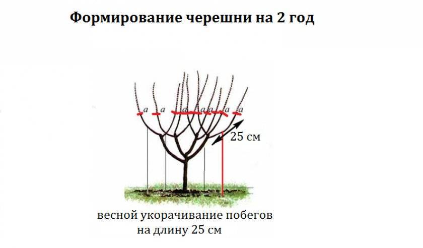Испанский куст черешня формирование схема
