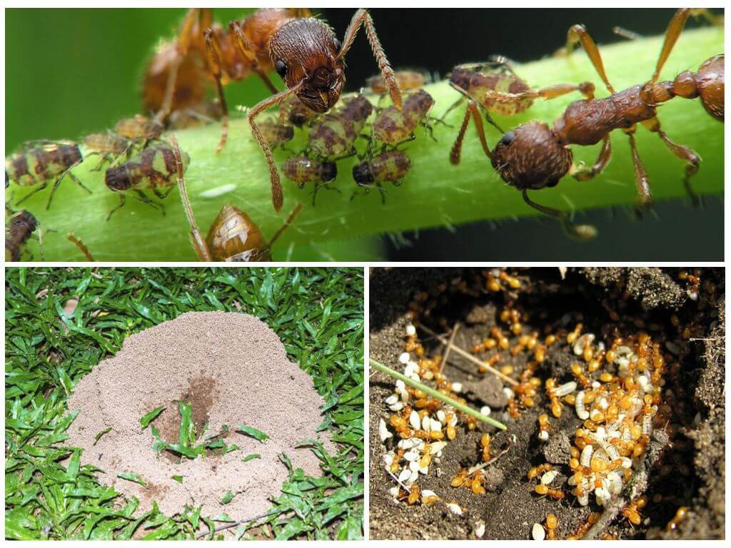 Как избавиться от садовых муравьев - проверенные способы и средства