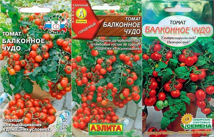 Как вырастить томат "балконное чудо" на балконе, советы и инструкции