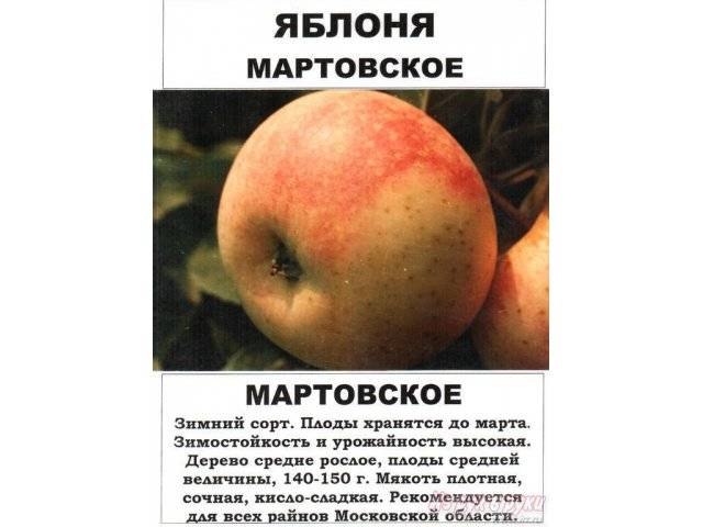 Сорт яблони мартовская: описание и фото, посадка и уход, болезни и вредители