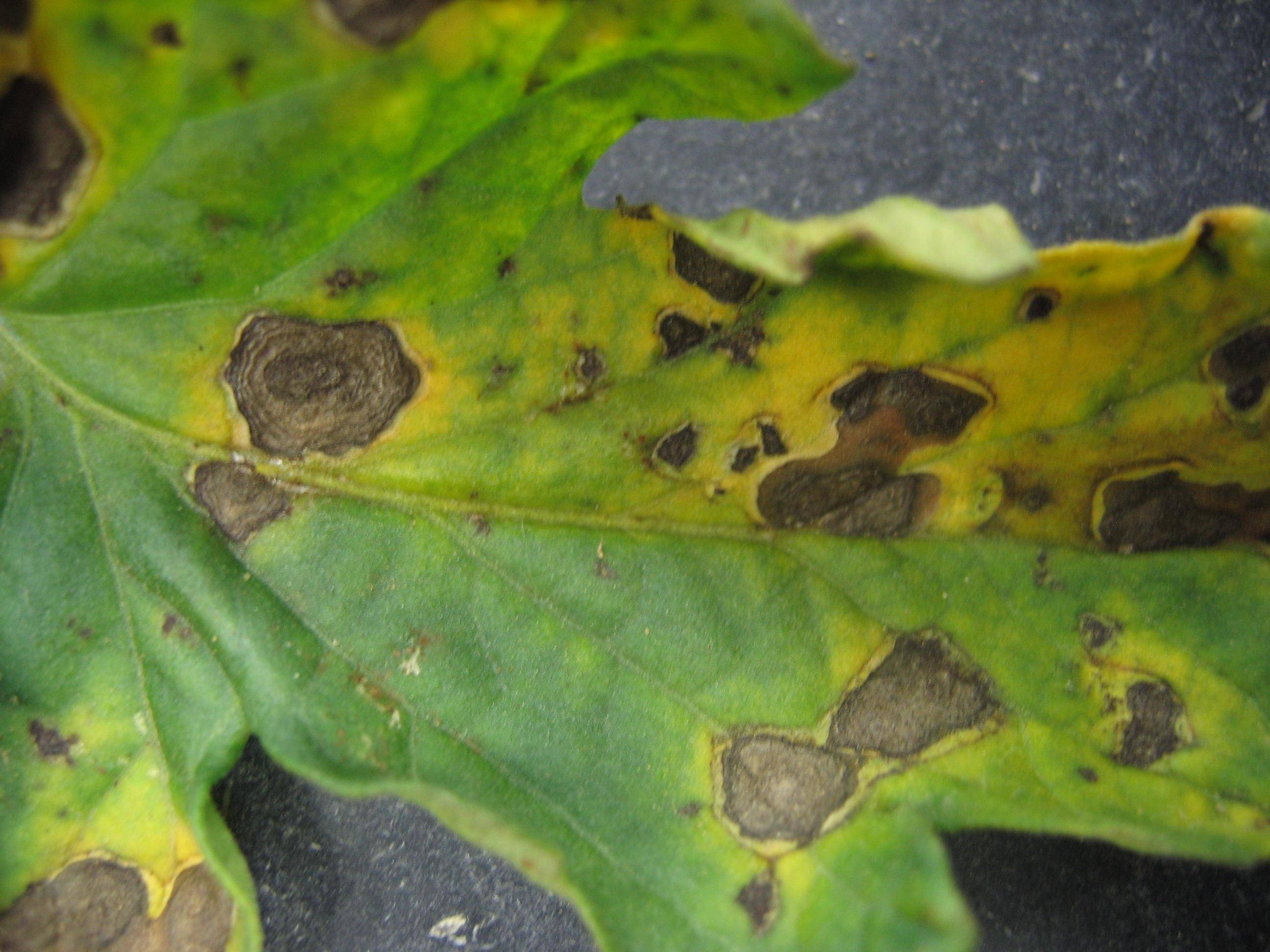 Альтернариоз томатов: причины и лечение сухих пятен на листьях с фото