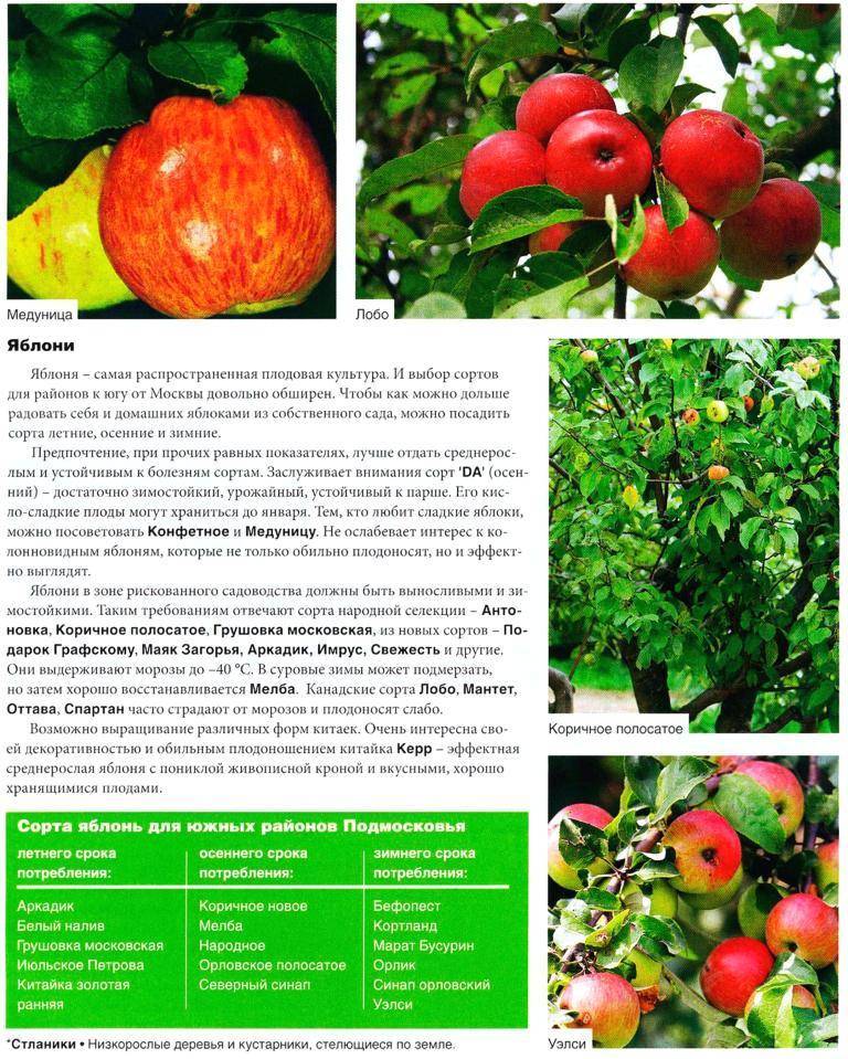 Яблоня медуница: описание сорта и разновидностей подвоев, посадка и выращивание, уход