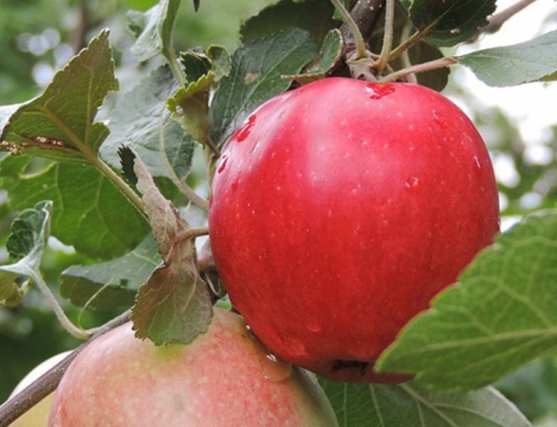 Яблоня пепин шафранный: фото и описание сорта, отзывы
