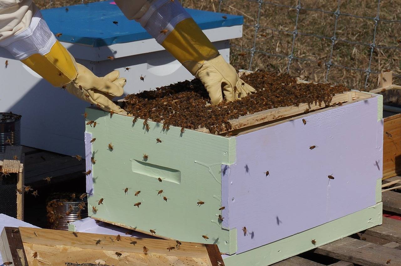 Органическое пчеловодство в мире и россии