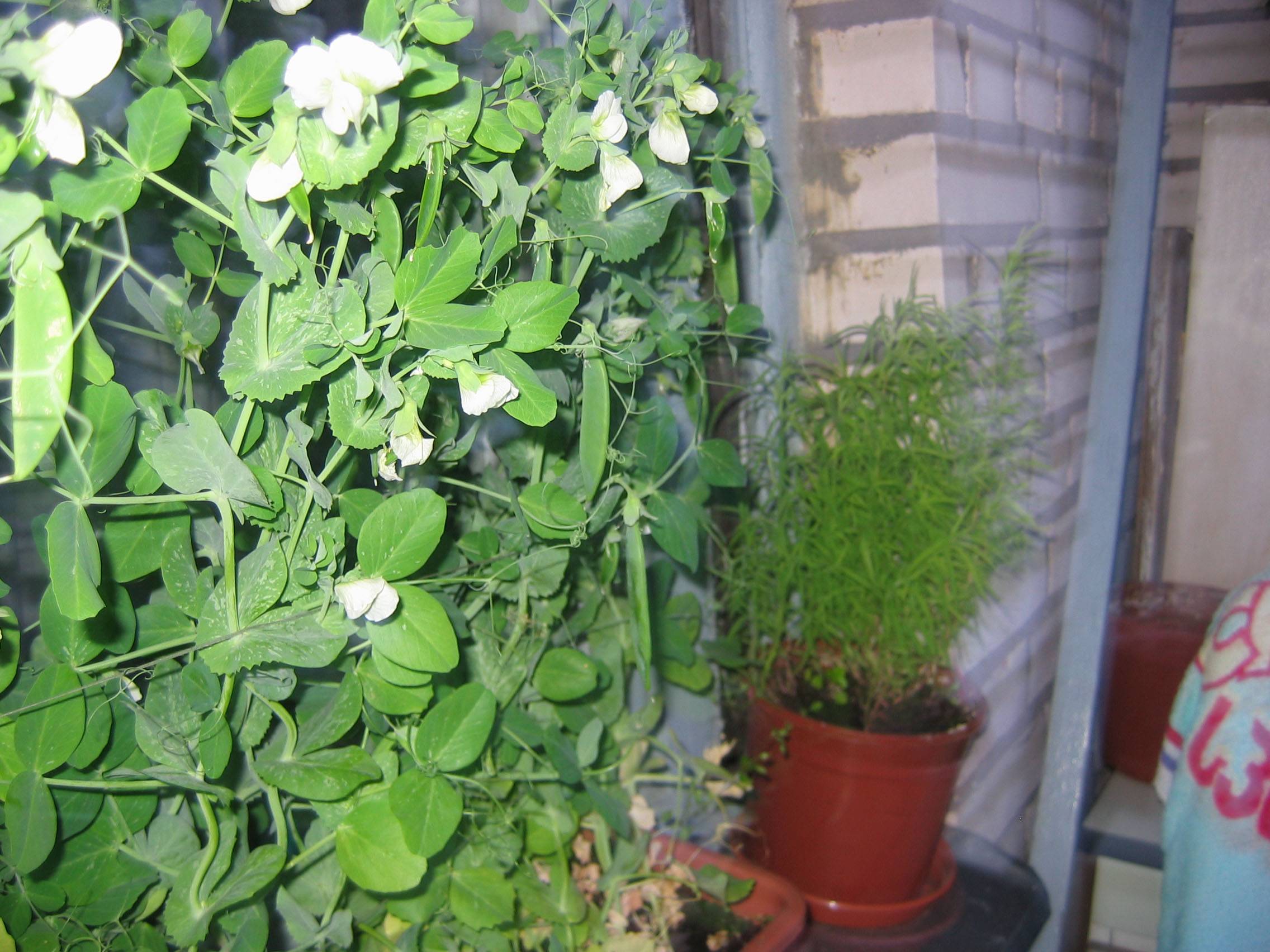 Как посадить горох в домашних условиях: выращивание на подоконнике и балконе