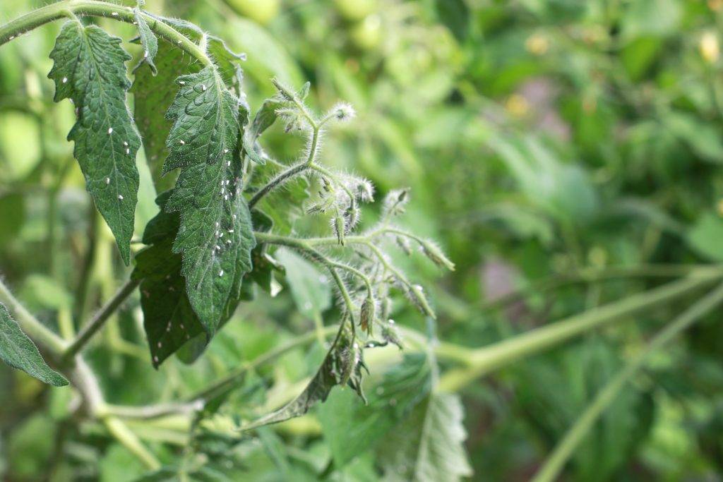 Борьба с белокрылкой в теплице на помидорах: как бороться народными, химическими средствами, фото, видео
