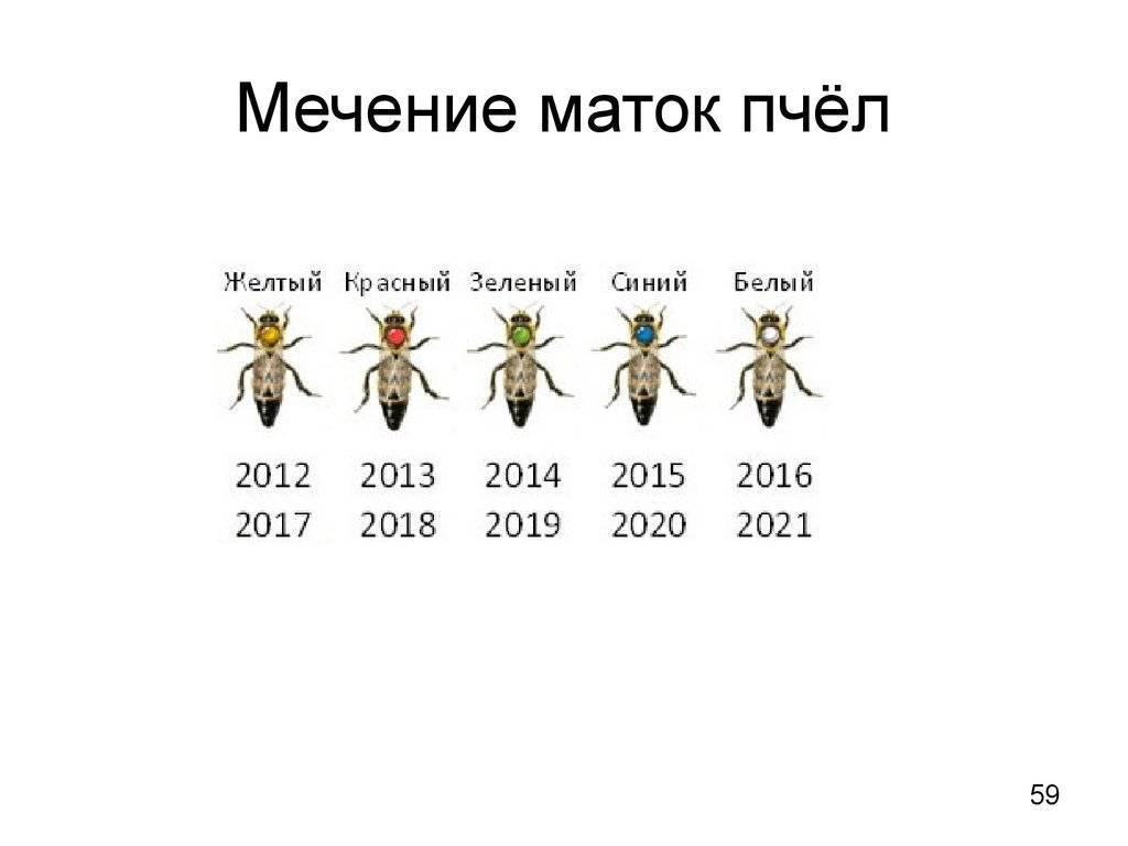 5.6.1. технология вывода маток и трутней - bee-keeper.ru