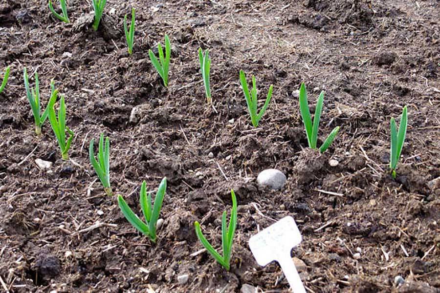 Выращивание чеснока в открытом грунте: правила посадки и ухода