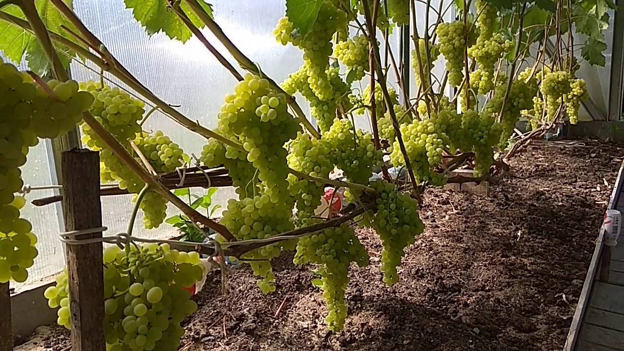 Выращивание винограда на урале