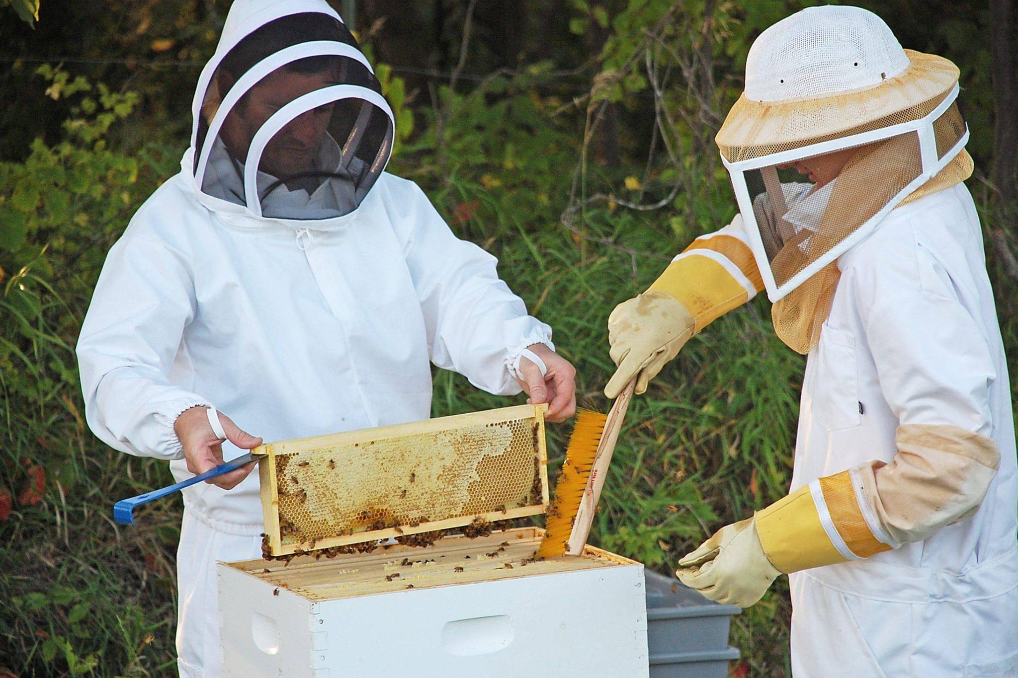 Сколько меда дают пчелы: средние показатели продуктивности