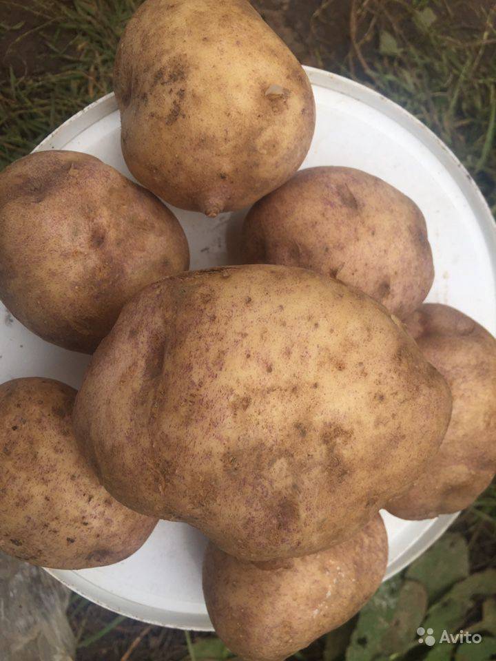 Аппетитный и нежный сорт для жарки и варки — картофель колобок: описание и характеристика