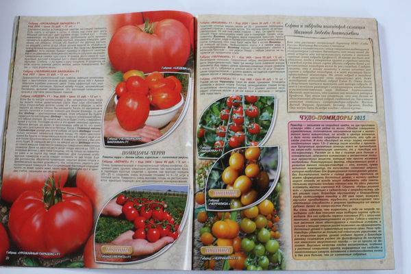 Лучшие сорта томатов для ленинградской области 2020