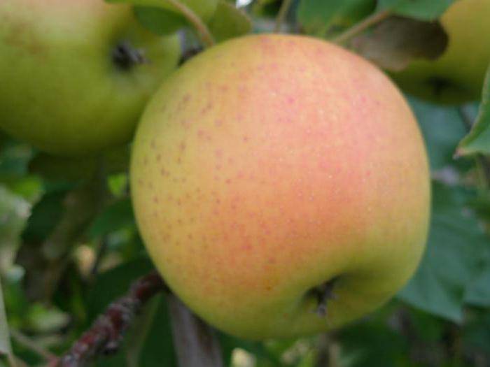 Описание сорта яблони воспитанница: фото яблок, важные характеристики, урожайность с дерева