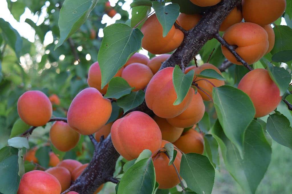 Сорт абрикоса мелитопольский ранний, описание, характеристика и отзывы