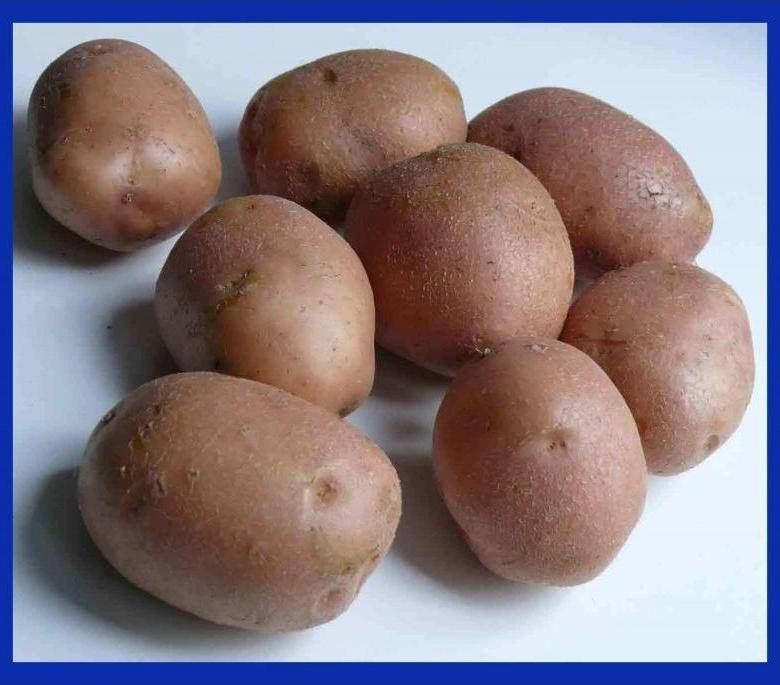 Картофель славянка: описание и характеристика сорта, особенности выращивания, фото