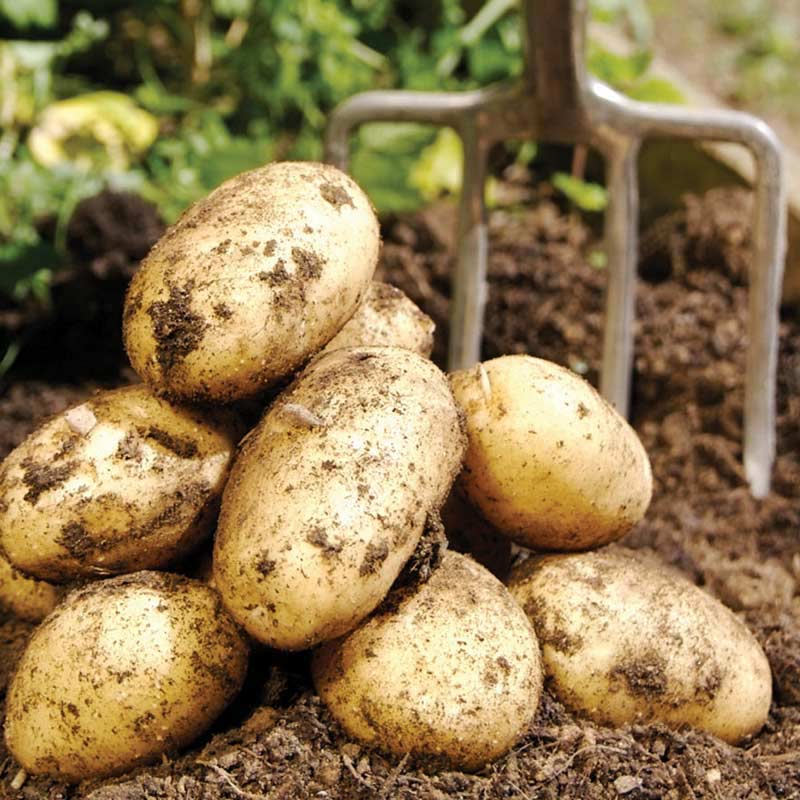 Характеристика картофеля сорта зекура - журнал огородника agrotehnika36.ru