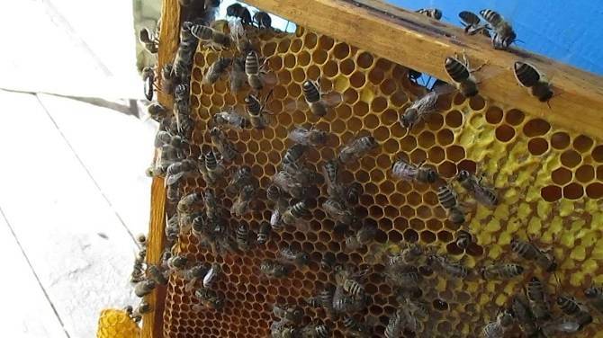 Напад пчел: что делать, как остановить и предотвратить, методы борьбы - omvesti.com
