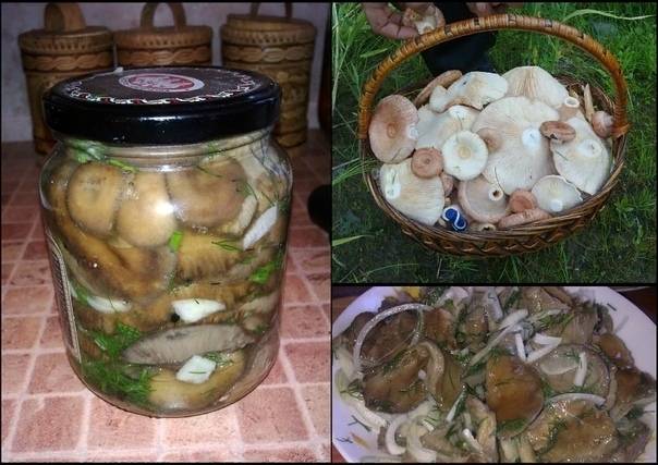 Вареные грузди на зиму: засолка отварных грибов, как засолить в банках, как мариновать